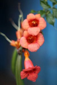 Close-up of red flower