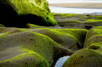 Close-up of moss growing on rocks