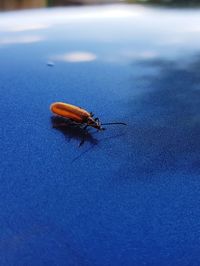 High angle view of insect