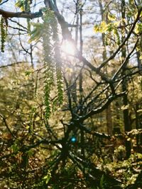 Sunlight streaming through trees in forest