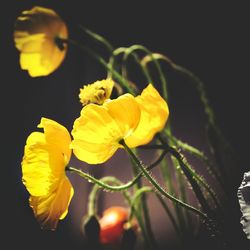 Close-up of yellow flower