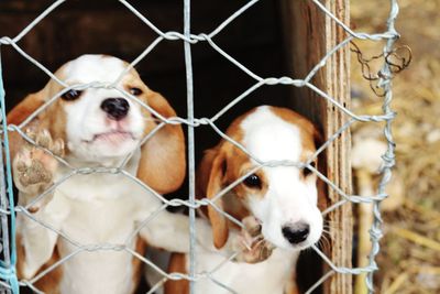 Close-up portrait of dog standing by fence