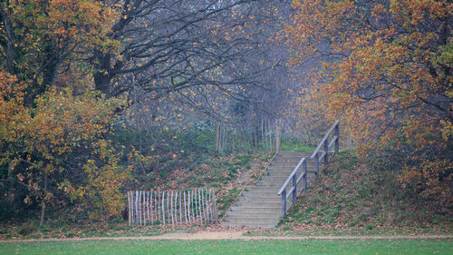 Footpath amidst trees in forest during autumn