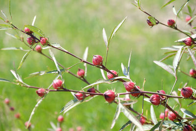 Close-up of red berries on plant