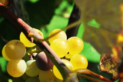 Close-up of fruits on tree