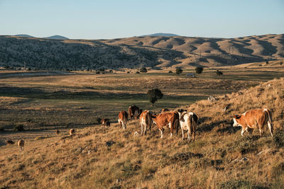 Horses in a field