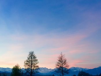 Low angle view of trees against sky during sunset