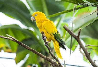 Close-up of bird perching on tree