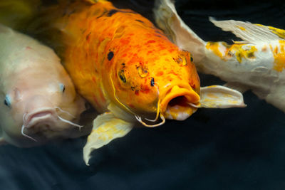 Close-up of fish in sea