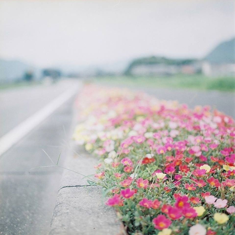 flower, focus on foreground, selective focus, fragility, nature, surface level, plant, pink color, beauty in nature, close-up, day, growth, freshness, outdoors, road, tranquility, no people, the way forward, field, transportation