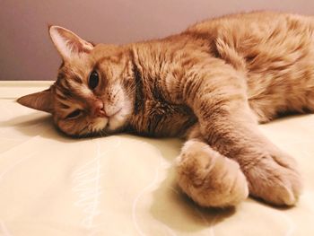 Close-up of a cat resting