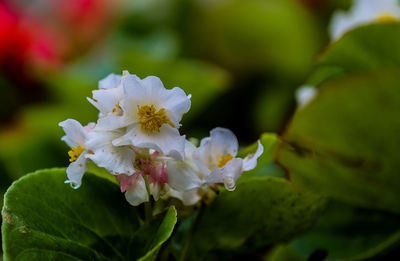 Close-up of white flowering plant