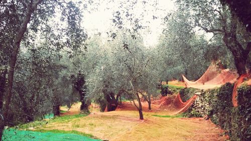 Footpath amidst trees