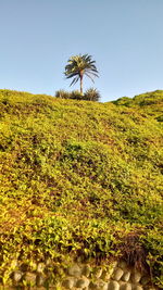 Scenic view of palm trees on field against clear sky