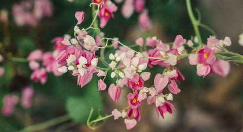 Close-up of pink flowering plant