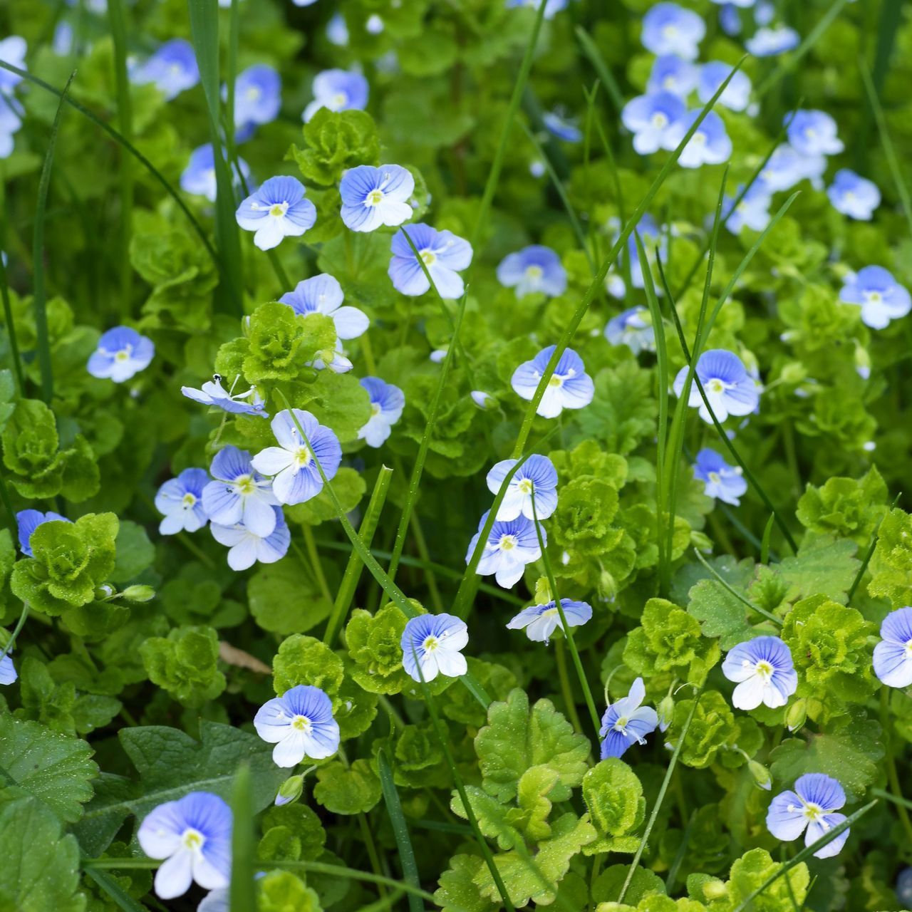 CLOSE-UP OF PURPLE FLOWERS