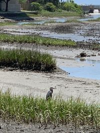 View of bird on beach