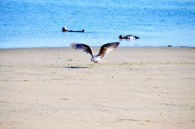 Seagulls flying over beach