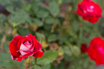 Close-up of red rose