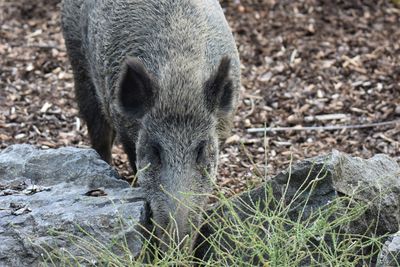 High angle view of wild boar on field