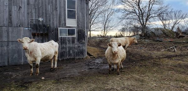 Sheep standing in a field
