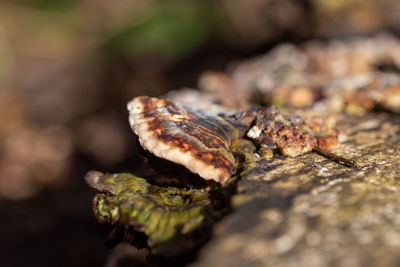 Close-up of turkey tail bracken fungi growing out of a tree stump. lots of brown colours. 