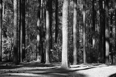 Trees in forest