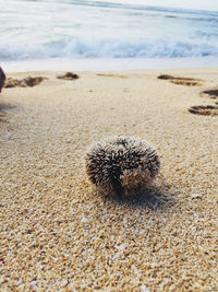 Close-up of crab on beach