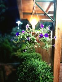 Close-up of purple flower pot on potted plant