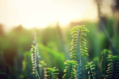 Close-up of crops on field