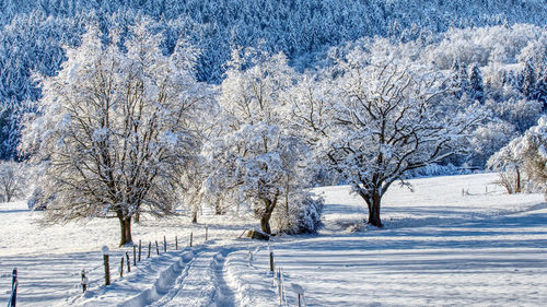 Snow covered trees in forest