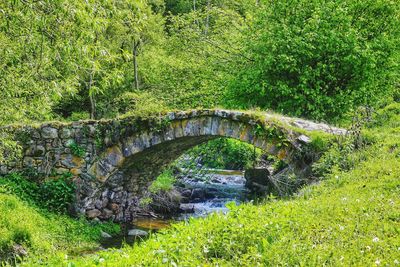 Bridge over river in forest