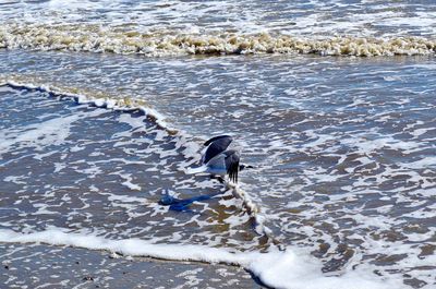 High angle view of seagull on beach