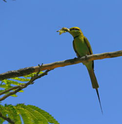 Low angle view of bird perching on tree against clear blue sky