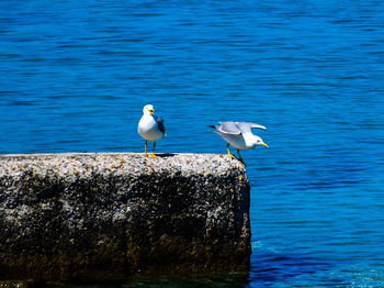 Seagulls perching on rock by sea