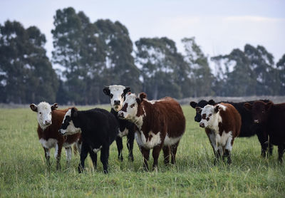 Horse grazing on field