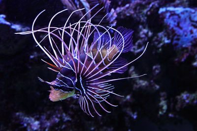 Young red lionfish