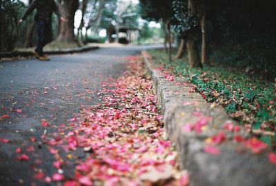 Fallen leaves on footpath by street during autumn