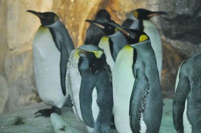 Close-up of penguins
