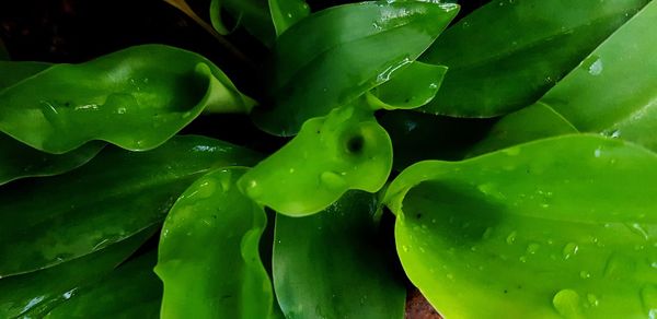 Full frame shot of wet leaves