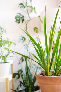 Close-up of potted plant
