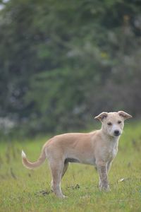 Portrait of dog standing on field