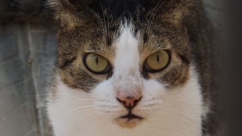 Close-up portrait of cat