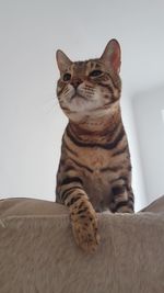 Close-up of cat sitting at home