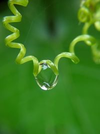 Close-up of green leaf