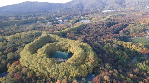 High angle view of trees in forest