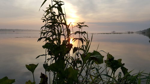 Silhouette plant by sea against sky during sunset