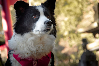 Close-up of dog looking away