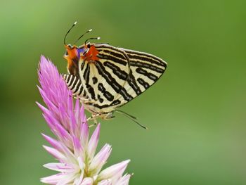 Close-up of butterfly pollinating on purple flower