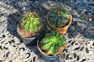 High angle view of potted plants